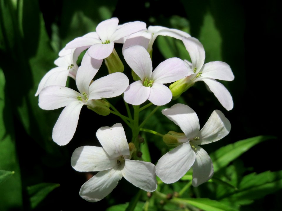 20150426Cardamine_pratensis3