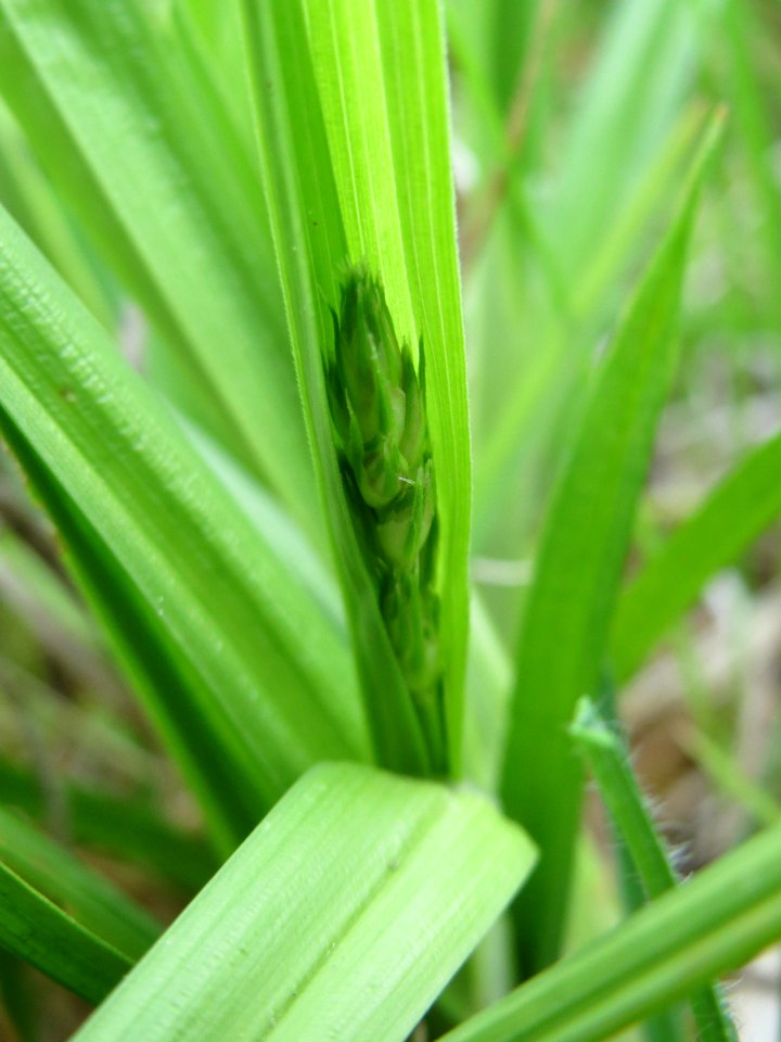 20150428Carex_cuprina8