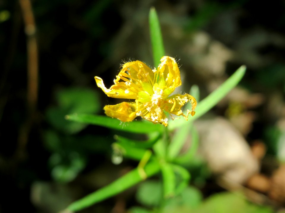 20150424Ranunculus_auricomus1