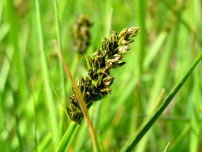 20150428Carex_cuprina5