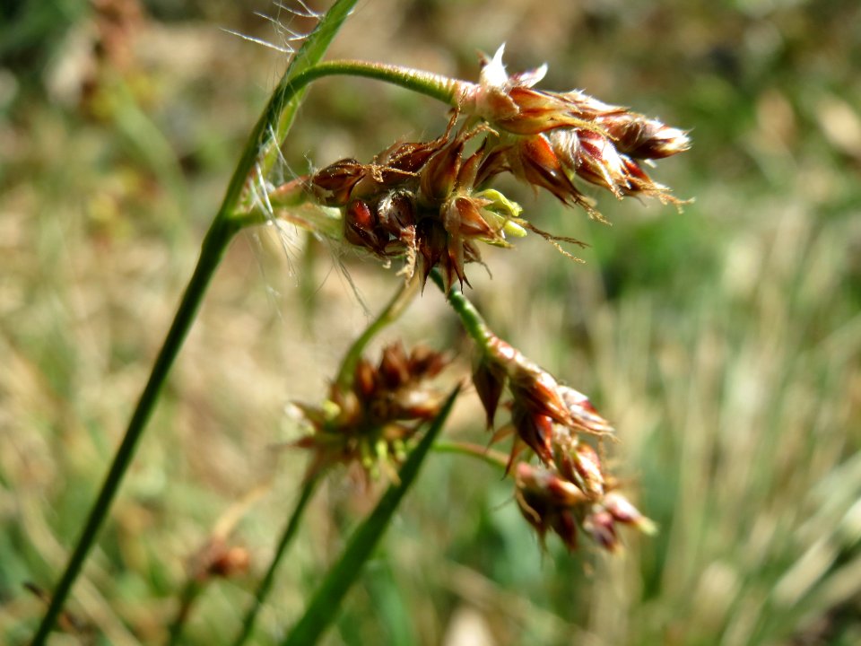 20150424Luzula_campestris3