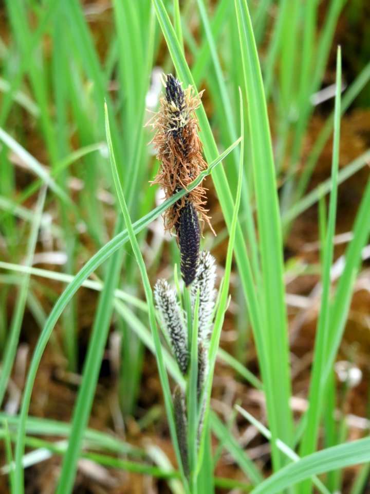 20150428Carex_acuta9
