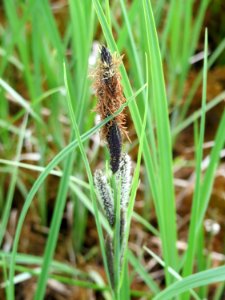 20150428Carex_acuta9