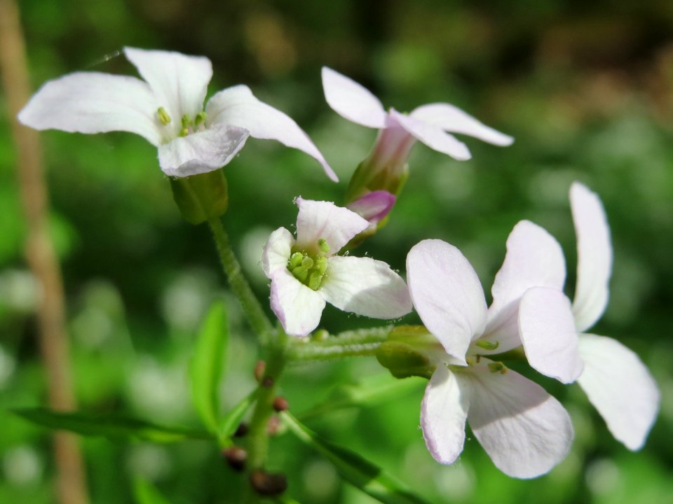 20150426Cardamine_pratensis1