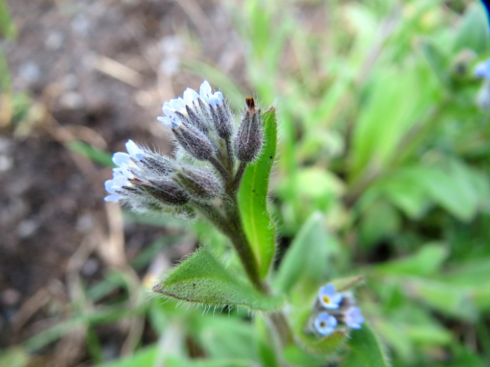 20150428Myosotis_arvensis2