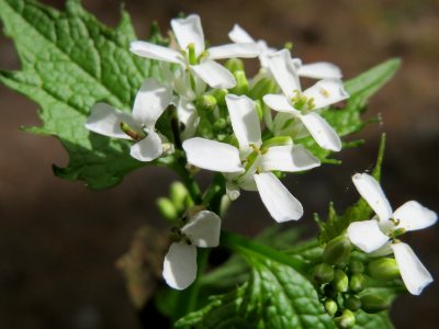 20150426Alliaria_petiolata1