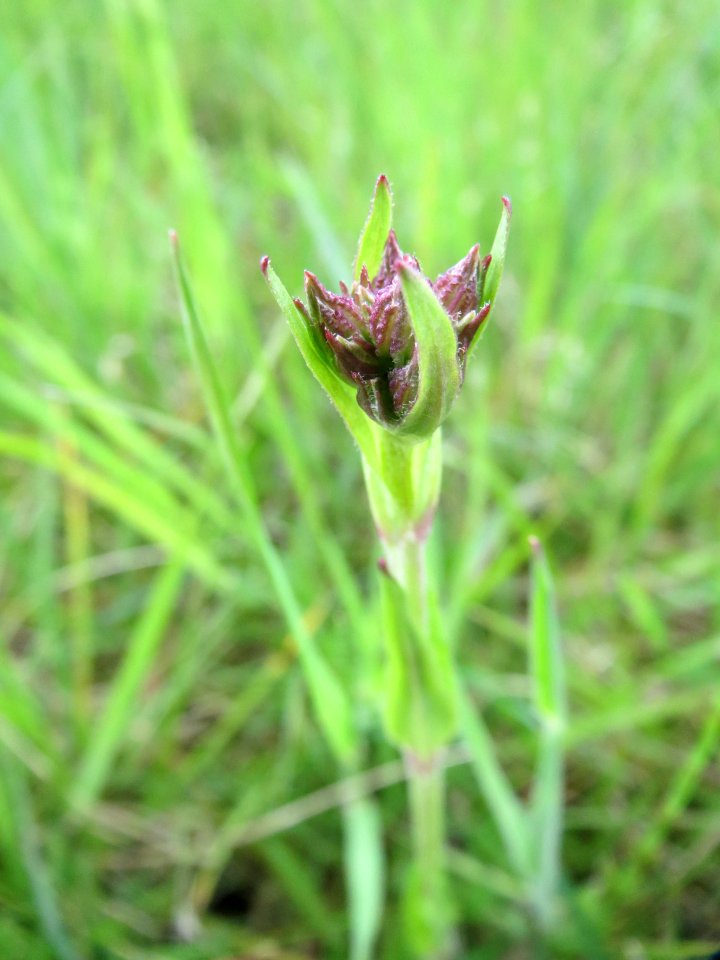 20150428Lychnis_flos-cuculi2