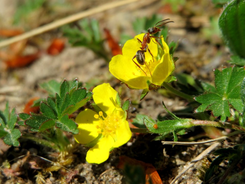 20150424Potentilla_neumanniana2