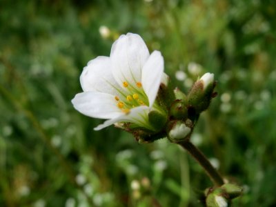 20150426Saxifraga_granulata3