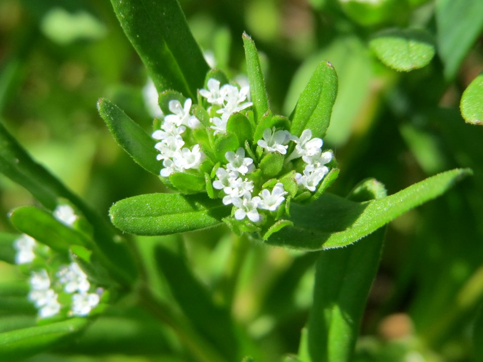20150421Valerianella_locusta1