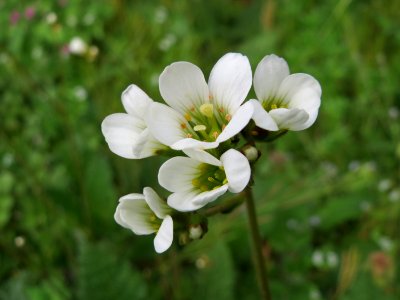 20150426Saxifraga_granulata1