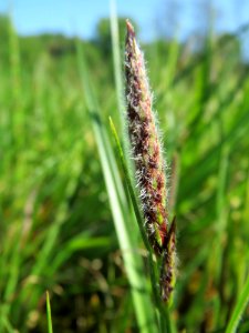 20150422Carex_hirta1
