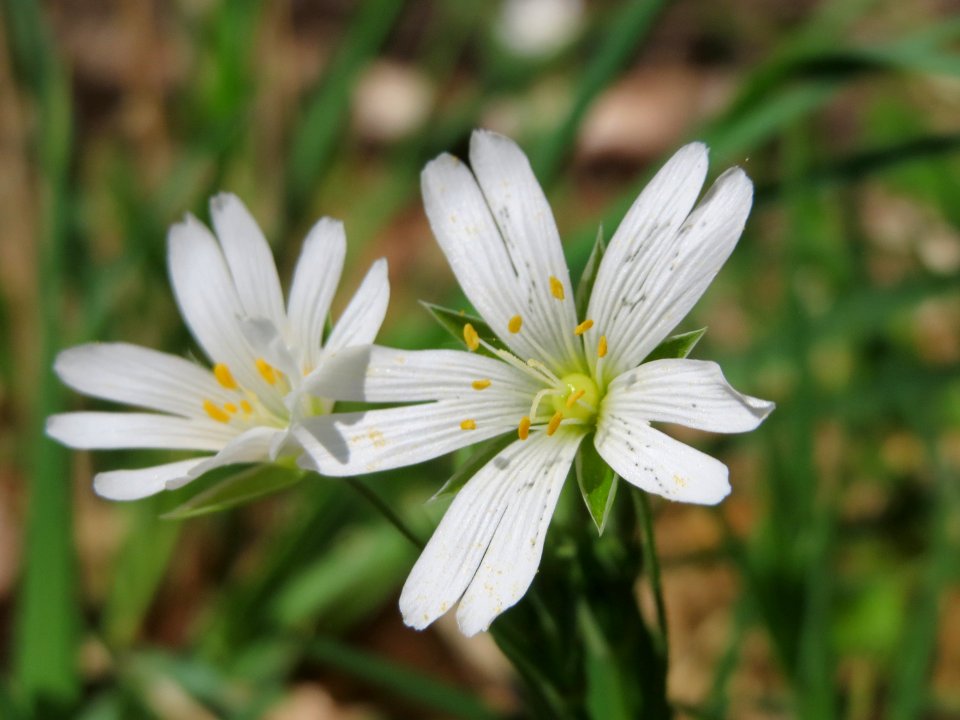 20150424Stellaria_holostea5