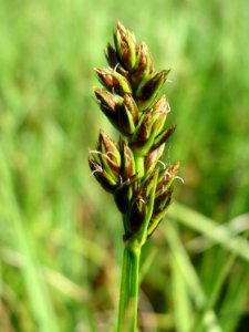 20150422Carex_cuprina04