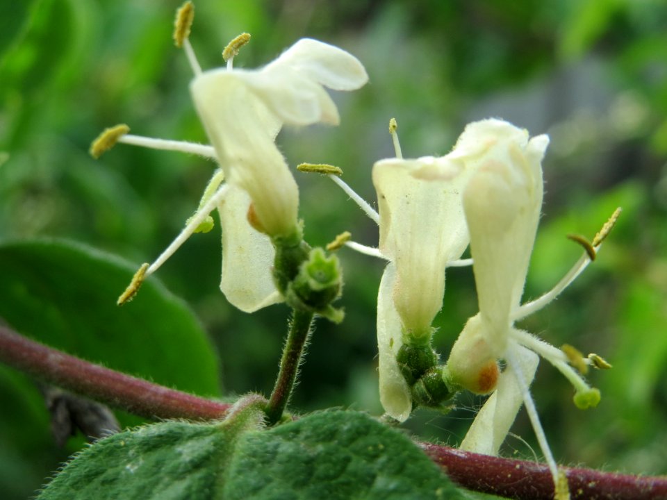 20150427Lonicera_xylosteum