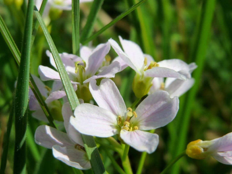 20150422Cardamine_pratensis3