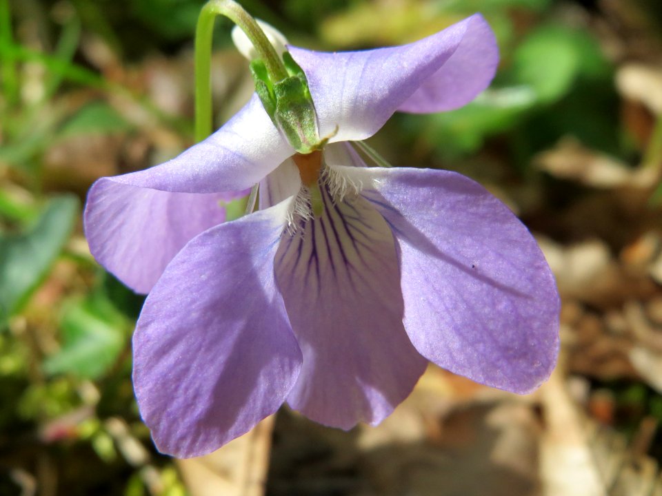 20150426Viola_riviniana