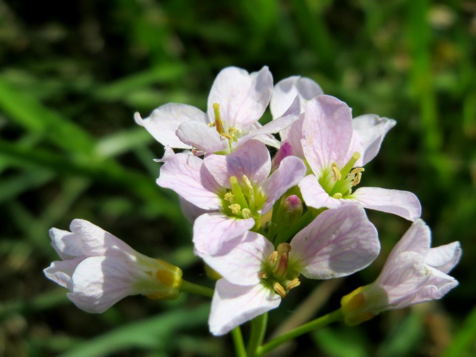 20150422Cardamine_pratensis2
