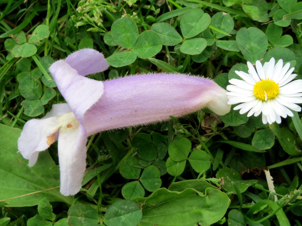 20150427Paulownia_tomentosa2