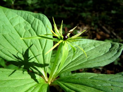 20150421Paris_quadrifolia20
