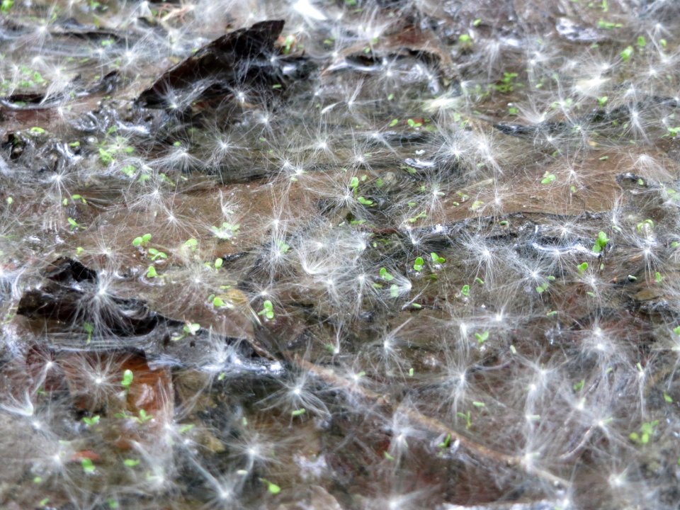 20150428Salix_cinerea11