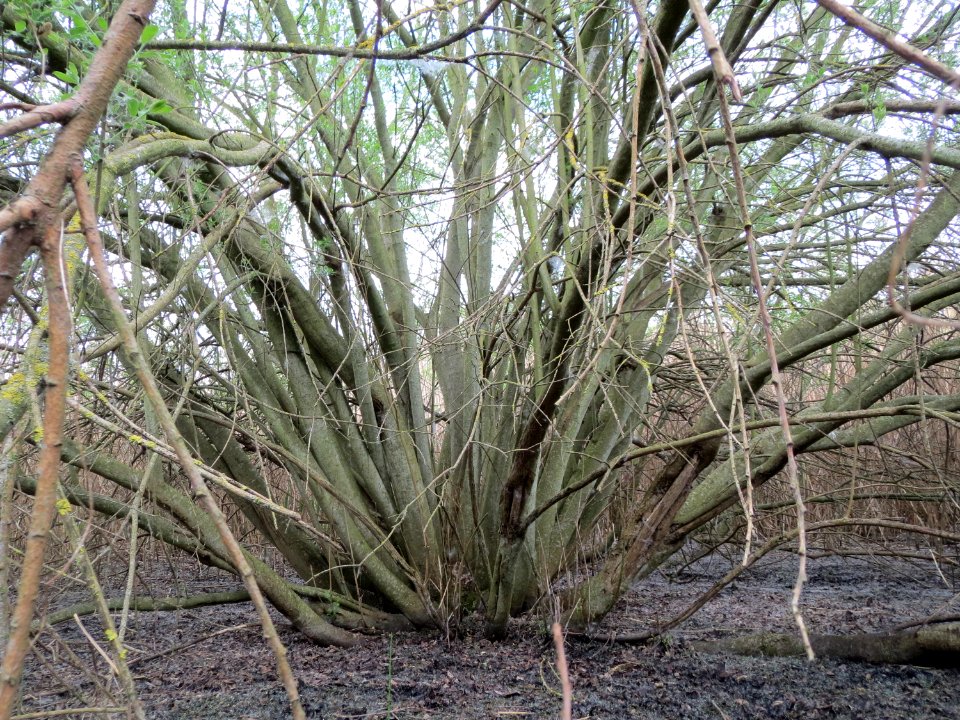 20150428Salix_cinerea04