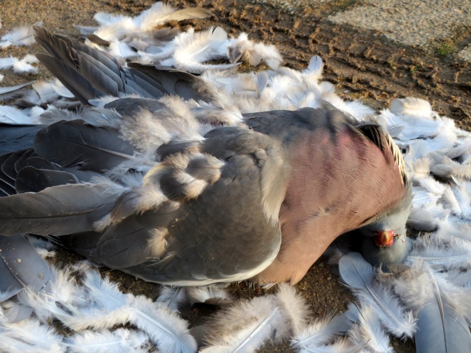 20151219Columba_palumbus1