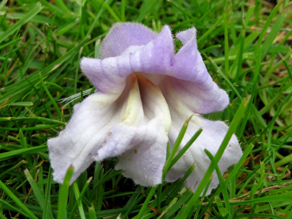 20150427Paulownia_tomentosa3