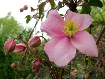 20150425Clematis_montana2