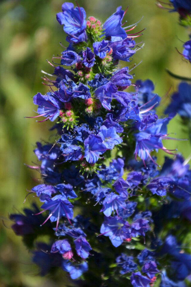 Flowers spring spring flowers