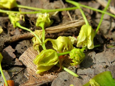 20150426Acer_platanoides2