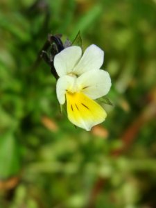 20150424Viola_arvensis1