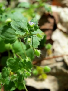 20150424Veronica_hederifolia1