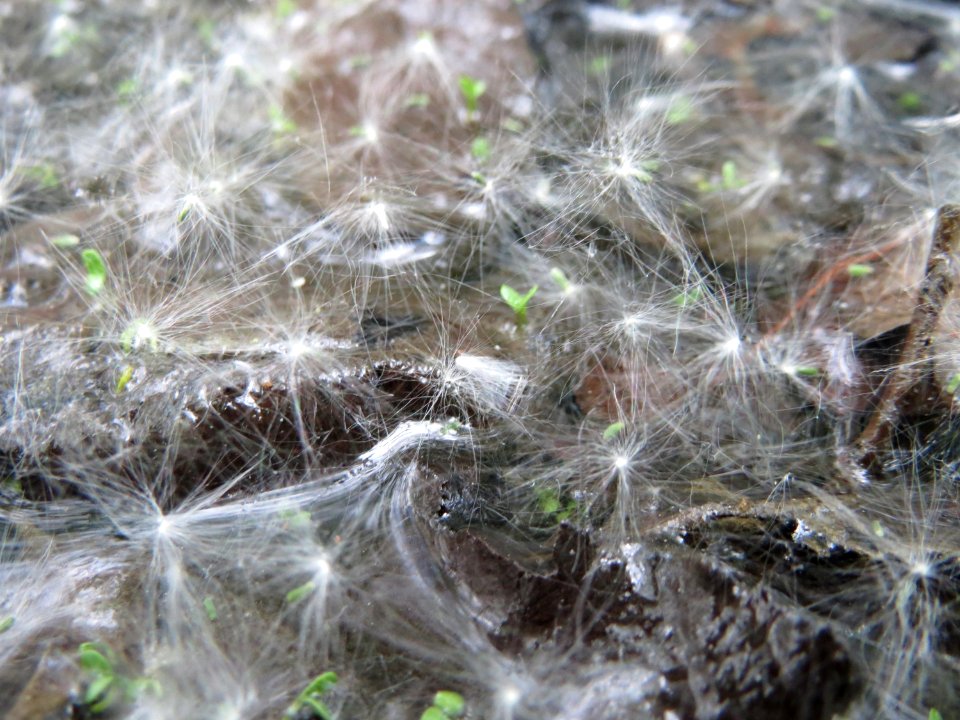 20150428Salix_cinerea10