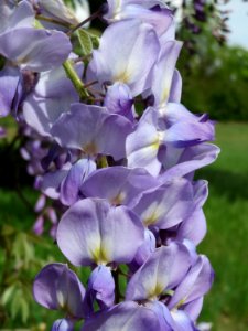 20150426Wisteria_floribunda2