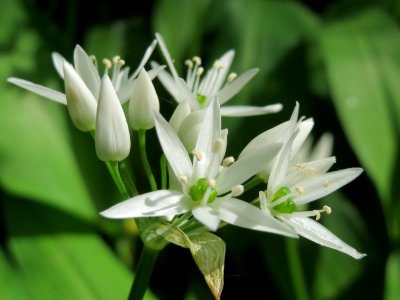 20150426Allium_ursinum1