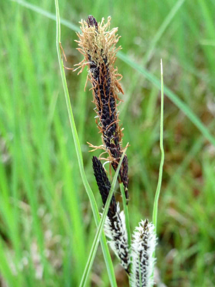 20150428Carex_acuta5