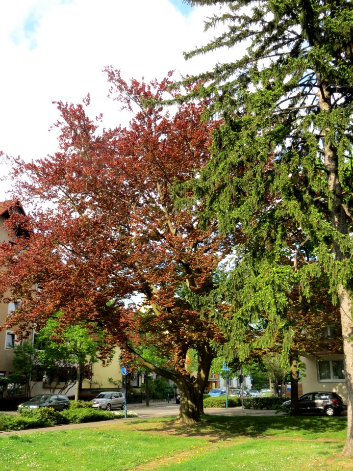 20150428Fagus_sylvatica_Purpurea