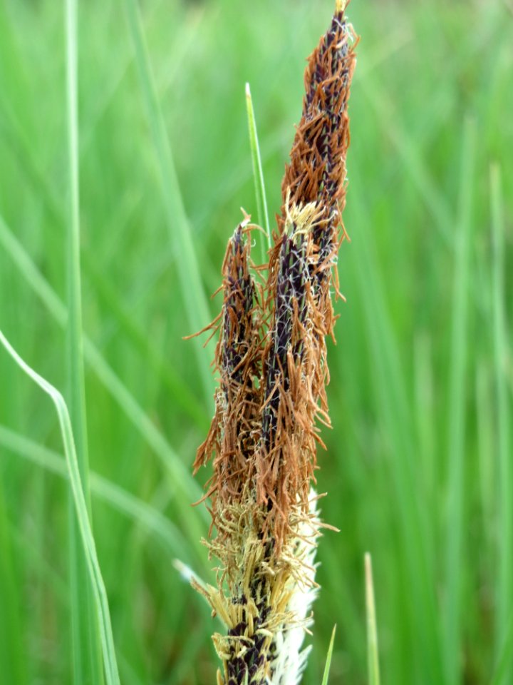 20150428Carex_acuta1