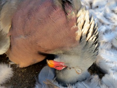 20151219Columba_palumbus2