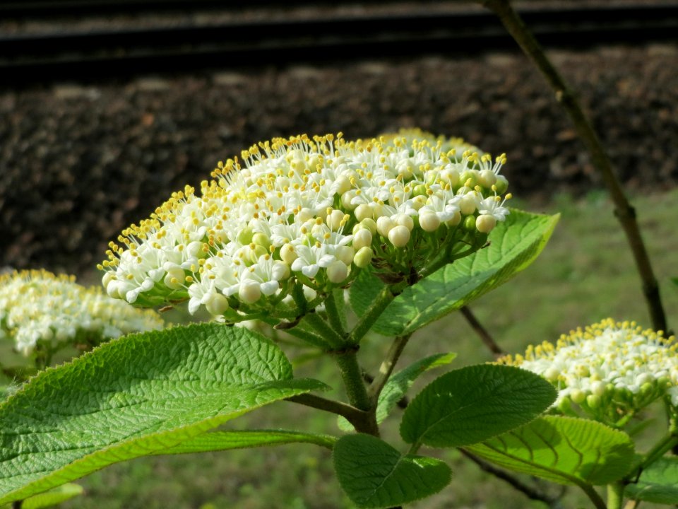 20150429Viburnum_lantana3