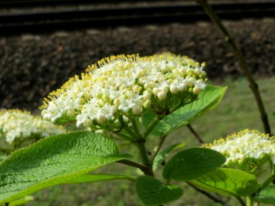 20150429Viburnum_lantana3