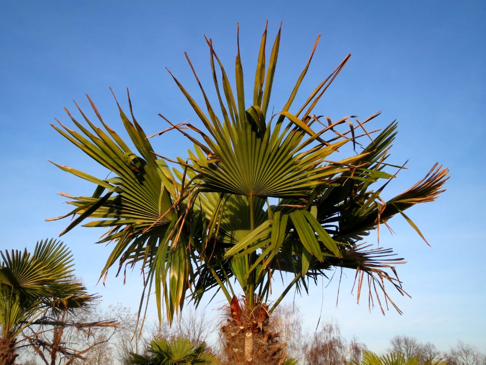 20151219Palme_Hockenheim1