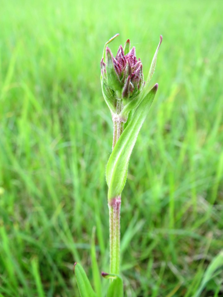 20150428Lychnis_flos-cuculi1