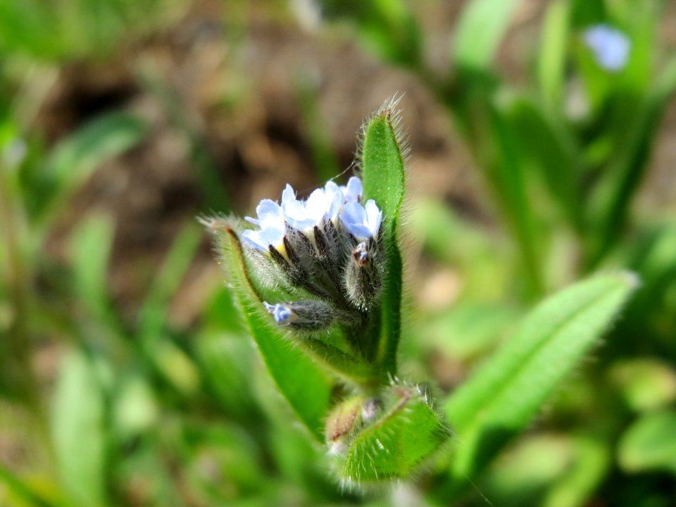 20150428Myosotis_arvensis4