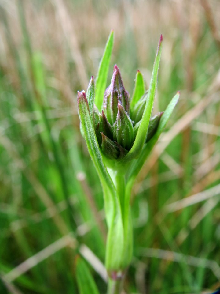 20150428Lychnis_flos-cuculi8