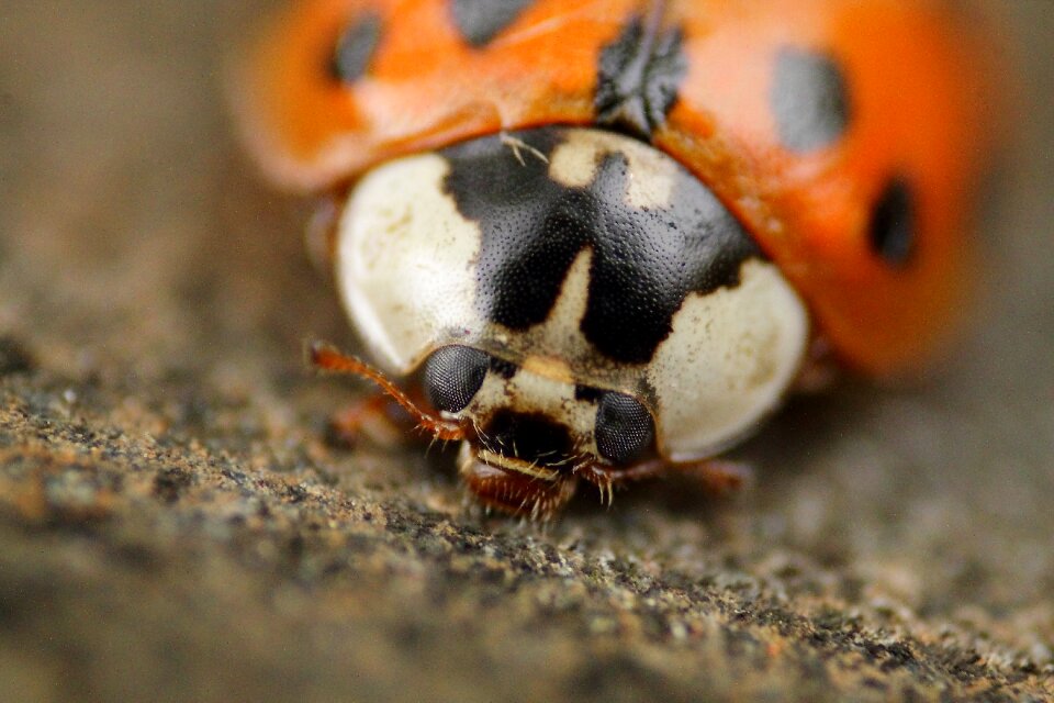 Insect nature lucky charm