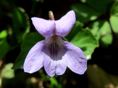 20150421Viola_reichenbachiana1
