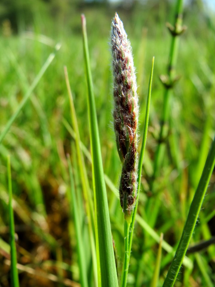 20150422Carex_hirta2