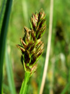 20150422Carex_cuprina02